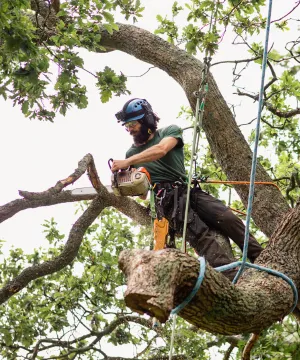 Comprehensive Tree Care Services